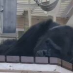 Thumbnail of related posts 034