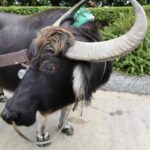 Thumbnail of related posts 153