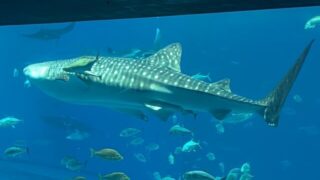 Thumbnail of post image 107