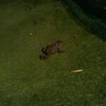 Thumbnail of post image 088