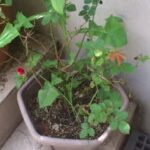 Thumbnail of post image 099