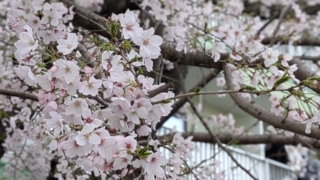 Thumbnail of post image 030